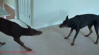 The Doberman House