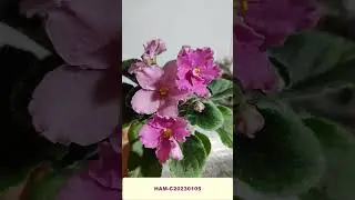 Цветение сеянца НАМ-С