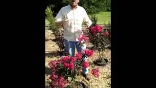 Get Noticed with Pink Velour Crape Myrtles!