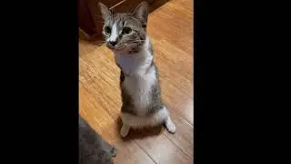 The most adorable handicats #catsoftiktok  #foryou #shorts#foryoupage #share