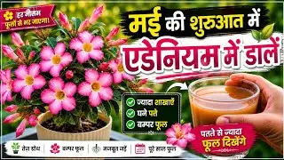 Apply to adenium in early May and the number of flowers will increase in number/adenium summer fe...