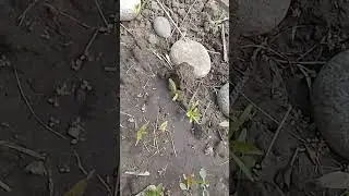 Люблю мой сад 