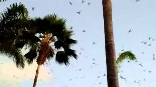 Birds of Paradise....Parakeets gone wild on Kauai