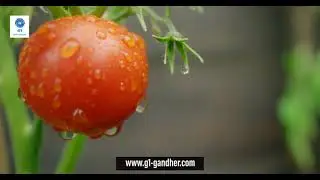 world Environment Day 2021 |theme|