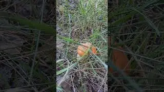 Подосиновики так растут? Странно !!