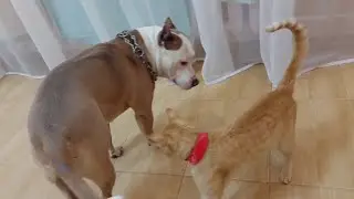 Стафф убийца vs Кот)) и тапок)