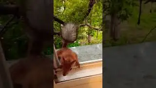 Дусенька стеснительная пришла#2024#squirrel#animals#белка