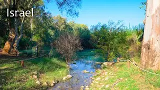 A Romantic Walk Through Yarkon National Park, Enveloped in Soothing, Relaxing Music.