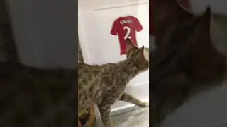 Nice cat I found