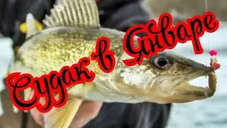How to catch Pike perch in winter in January. Pike perch fishing on ice in January.