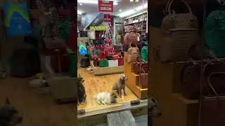 Вьетнамские красотки #вьетнам #нячанг