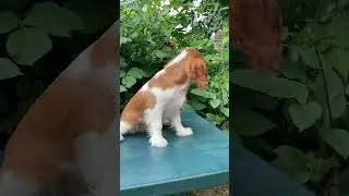Бест Илреан Жард ❤️ сладкий мальчик 🌸 #счастье #собака #puppy #кавалеркингчарльзспаниель