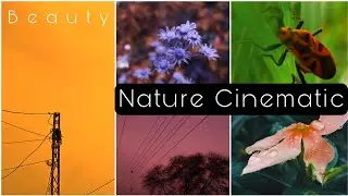 Into The Nature Amazing Cinematic Video|short Film|Nature Cinematic shots|nature videography 2021