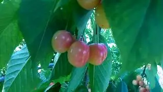 Очень вкусная черешня  