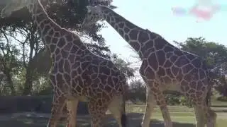 Bu hayvanın adı ne  Pepee ile Niloya bilinmeyen bir hayvan ile pony, timsah, öküz, lama görüyor