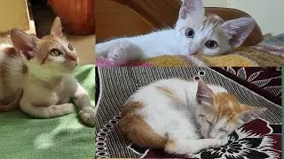 Introducing my loving pet Diamu 😍😍 new addition to our family😊 