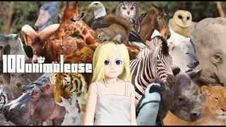 100animalease Review (Switch)