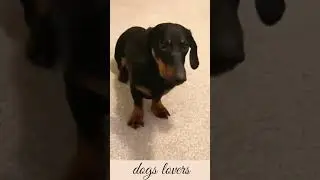 Black dog 🐕 barking sound|| angry 🐕 barking 
