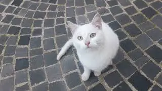 Gli sbadigli del gattino #cat