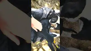Volunteer bei Animal Voice Koh Chang