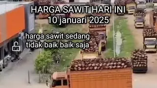 harga sawit sedang tidak baik baik saja#hargasawit#viral