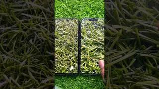 Samsung Galaxy F54 5G vs i Phone 13 Pro Max Display Review❗️