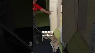 #shortsvideo  #социализация  #приют_для_собак #животные #дикие #собака #бездомныеживотныероссии