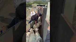 Separating this by lot #sheepfarming #youtubeshorts #farming