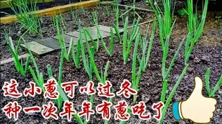 How to grow perennial shallots
