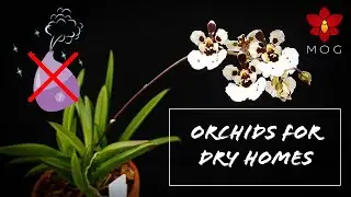 Easy Orchids for dry homes! No humidity trays, or humidifiers needed! | Orchid Care for Beginners