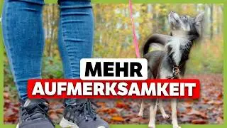 More ATTENTION: 8 exercises you should do with your dog