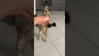 Gremlin is a man of fun