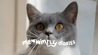 Meowmily Diaries | Yuna's Morning