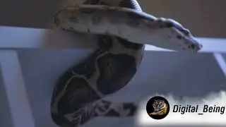 Most Beautiful Snakes In The World @digital_being @Callmethelamp
