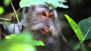 Indonesia  - Photography by El-Branden Brazil