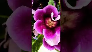 Глоксиния Violacea.
