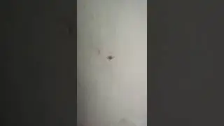 Борьба паука и мухи