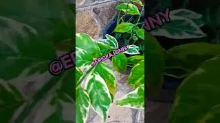 SAPATINHO DO DIABO #plantas #como #mudas #ideias #erickaionnyplantas