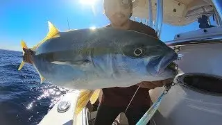 JIGGING FOR KINGFISH - SYDNEY KINGFISH - Fishing Australia