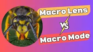 Macro Camera Mode Vs. External Macro Lens | Feat. Vivo X100