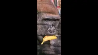 100% Gorilla Eating Compilation Part 6