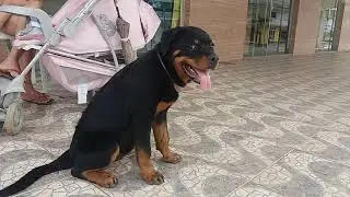 Bella, rottweiler com 5 meses
