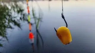 На риболовлю з солодкою кукурудзою. Рибалка на вудку поплавця.