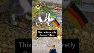 German always works!! 😹 #cat