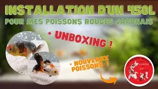 INSTALLATION D'UN 450L POUR MES POISSONS ROUGES ft Les Poissons Argentais + UNBOXING !!!