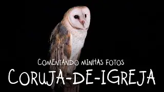 Coruja Suindara ou Coruja de igreja! - COMENTANDO MINHAS FOTOS