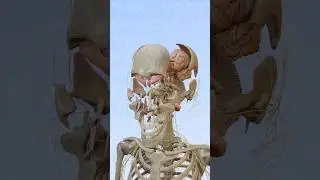 Explore skull and brain anatomy with VOKA's 3D visualization 