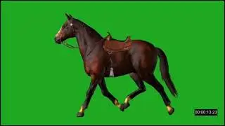 horse riding green screen new video 2022,2023 horse green screen video