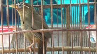 Họa mi Ngũ trường cao cầu