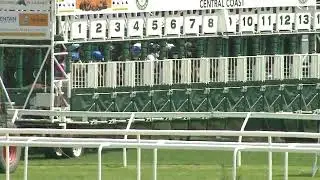 Sacred Field 3rd start Gosford